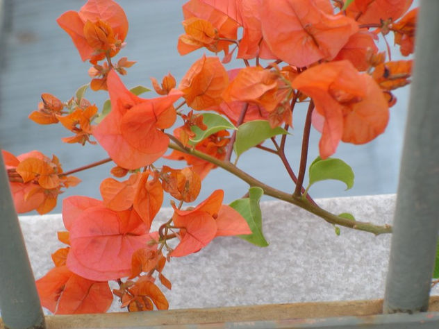 rosa 1