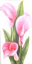 CALAS PINK