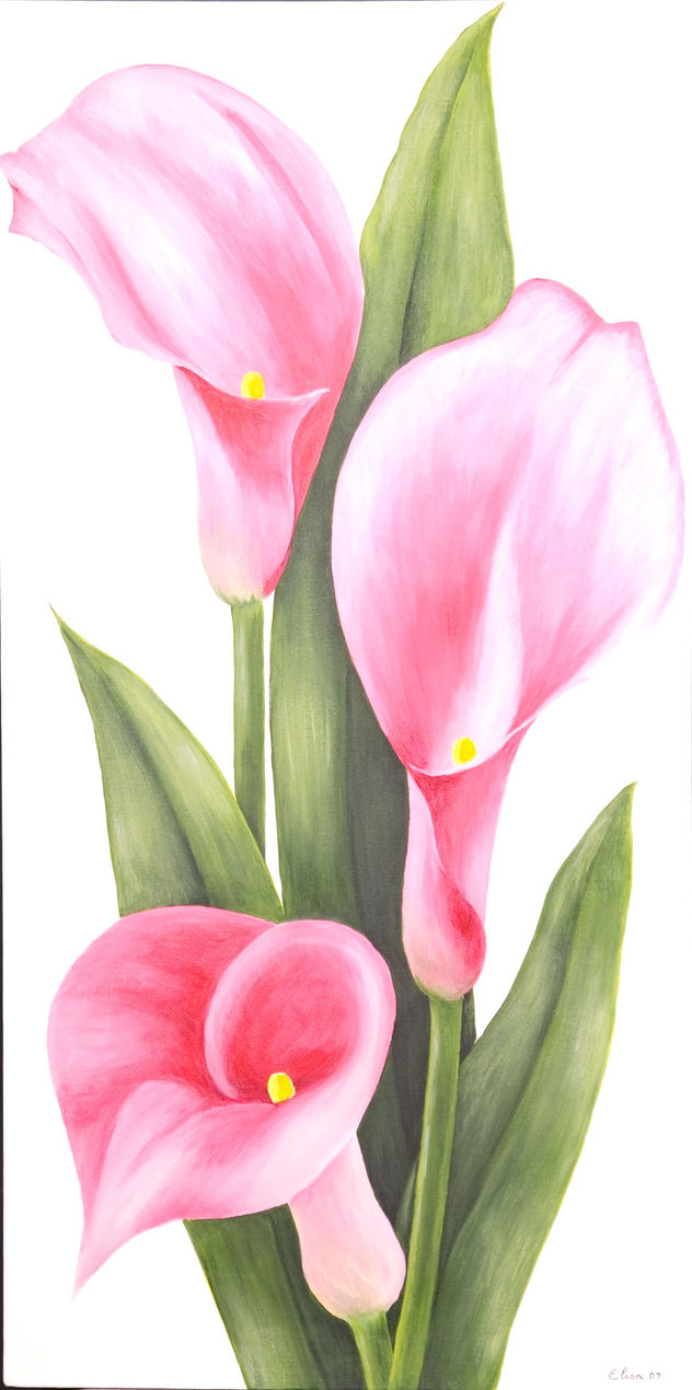 CALAS PINK
