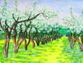 Spring landscape apple garden in blossom