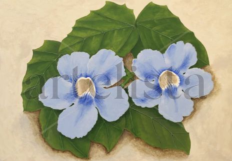 Thunbergia