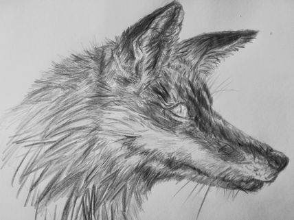 The fox