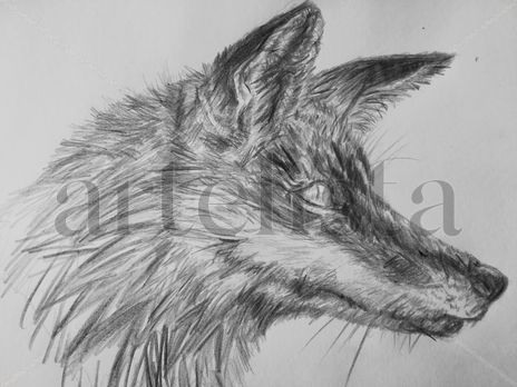 The fox