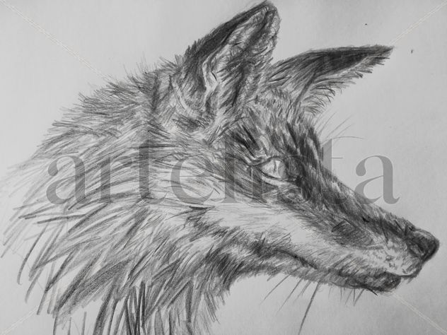 The fox
