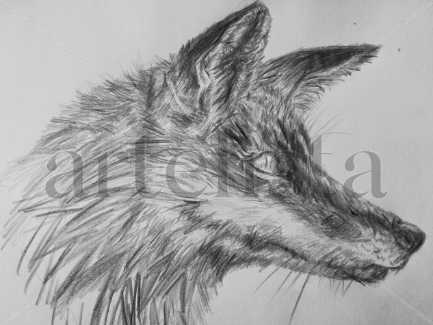 The fox Pencil