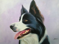 Border collie retrato