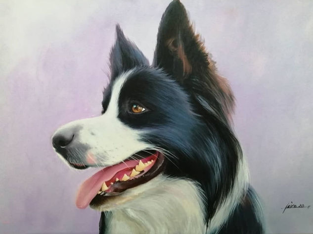 Border collie retrato Oil Canvas Animals