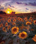 Sunflower garden under the sunshine sun