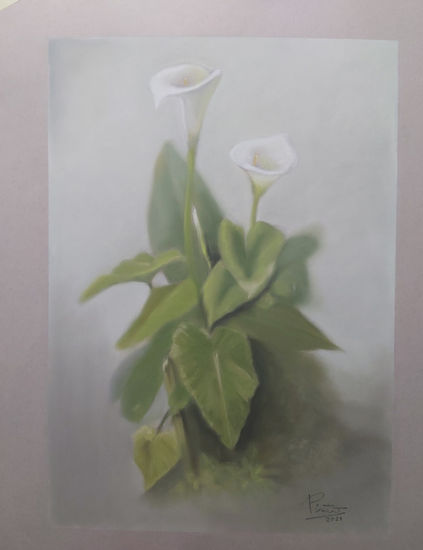 Pintura Original al pastel, CALAS BLANCAS flores, plantas, naturaleza Pastel Papel Floral