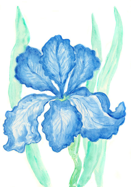 Blue iris