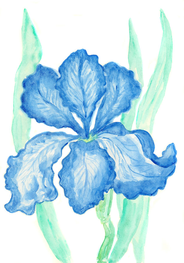 Blue iris