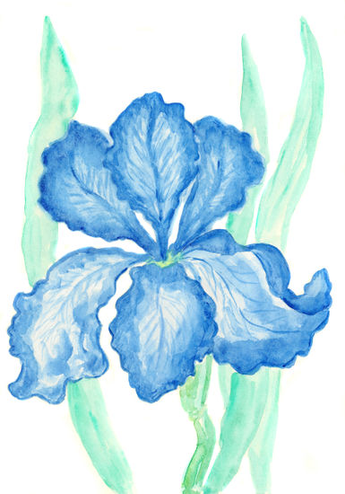 Blue iris Acuarela Papel Floral