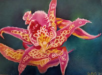 "Orquídea, belleza...