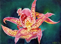 "Orquídea, belleza...