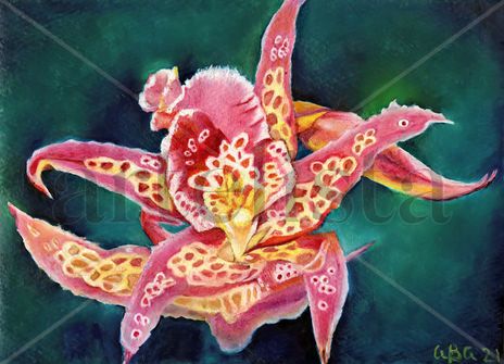 "Orquídea, belleza...