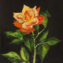 Yellow-red rose on black