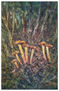 camagrocs