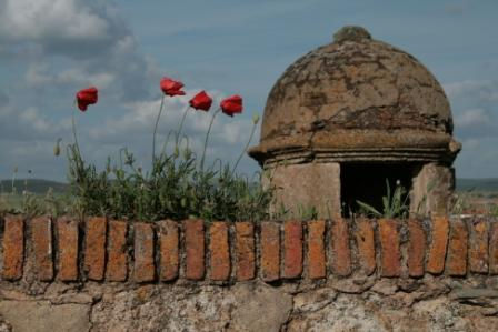 "Amapolas movidas por el viento, y garita"