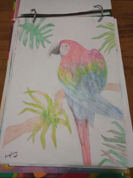 El loro pipito