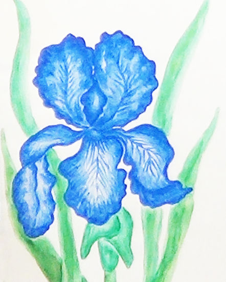 Dark blue iris Acuarela Papel Floral