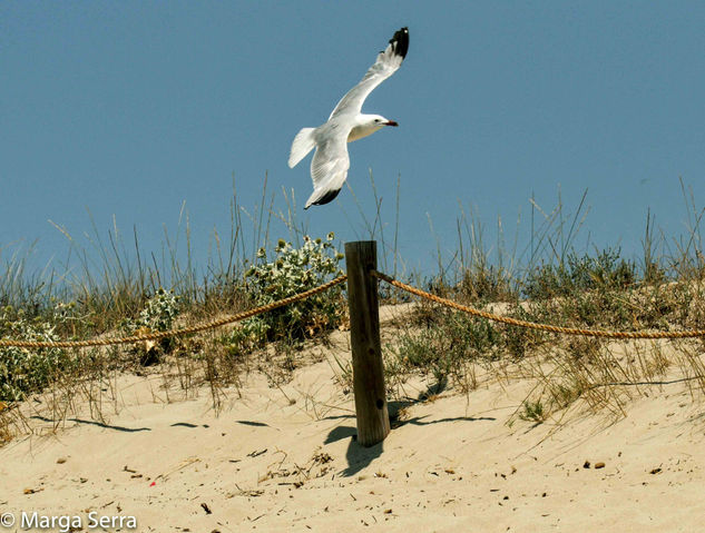 Gaviota Naturaleza Color (Digital)