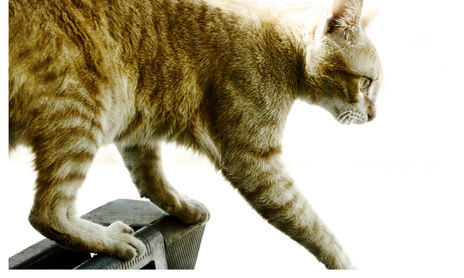 Animales