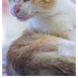 Animales thumbnail 1
