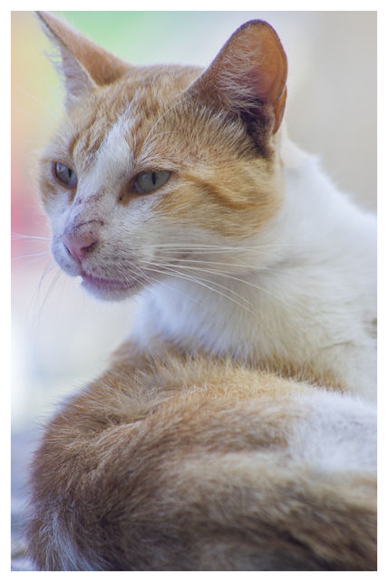 Gato arcoiris