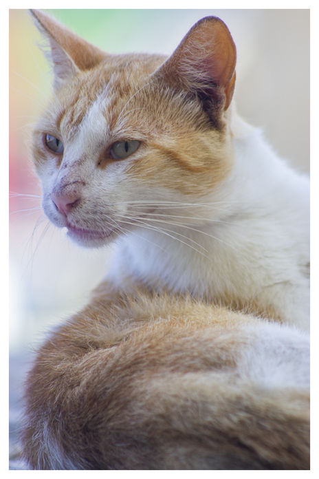 Gato arcoiris