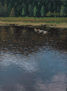 Patos en el Lago