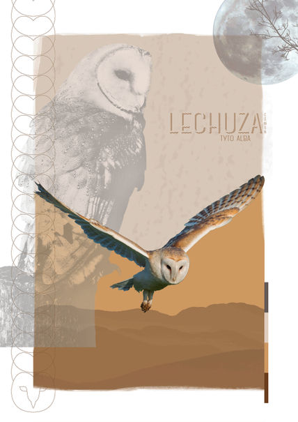 Lechuza común