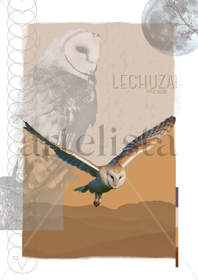 Lechuza común