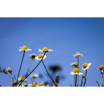 Grunge flowers