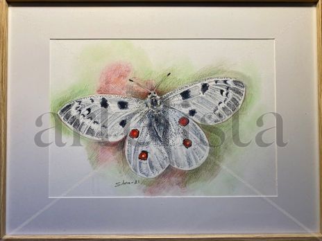 Parnassius apollo
