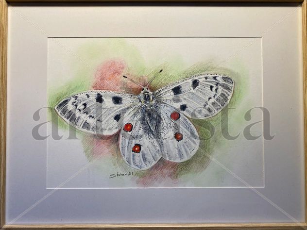 Parnassius apollo