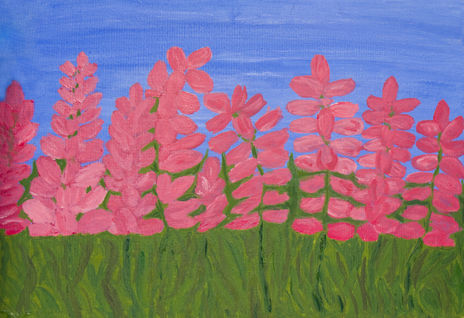 Pink lupins