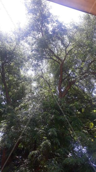 Árbol de la muerte Nature Alternative techniques