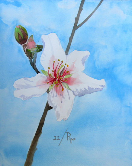 flor de almendro 2 Watercolour Paper Floral Painting