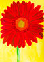 Orange gerbera on yellow