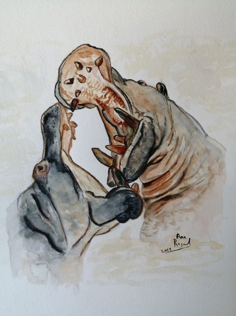 Luta de hipopótamos
