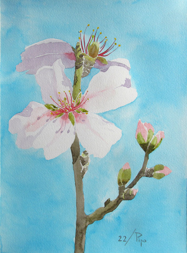 flores de almendro 7