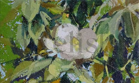 Botanical