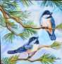 Pajaros Tangara De Antifaz, ( Originarios de Sudamerica )