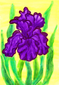 Violet iris