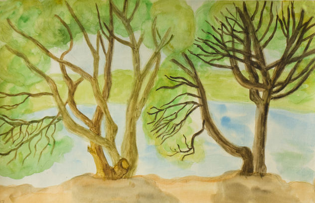 Willow trees near water