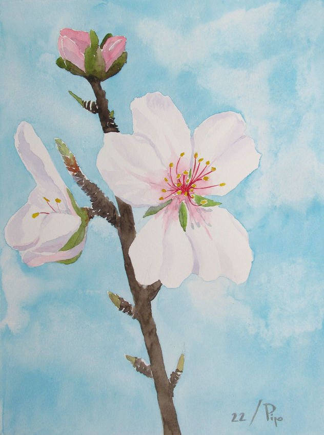flores de almendro 8