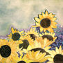 Girasoles