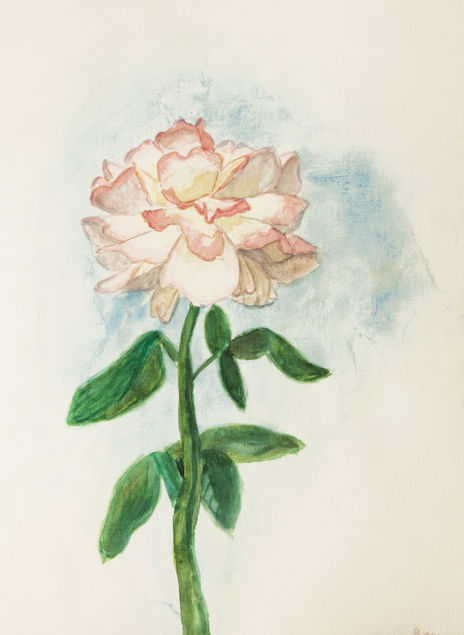 Pink rose