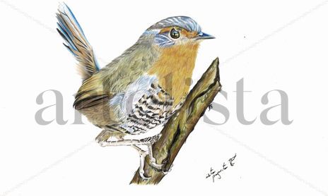 Aves de Chile