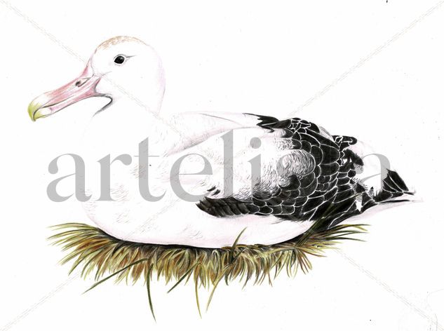 Albatros errante Pencil